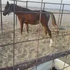 مهر شعبي