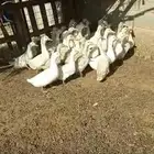 الزلفي تواصل واتس