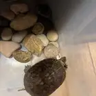 سلحفاة للتبني