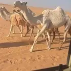 ذود كفو وضح