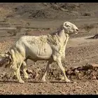 ضان حريات