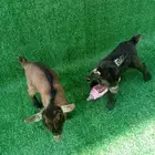 ماعز قزمي جوز أمريكي تشيكي