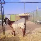 تيوس مخاصي فل شحم