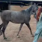 حصان