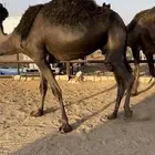 القحات مجاهيم طيبة