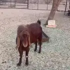 تيس فحل