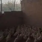 بط بكيني