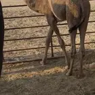 شقحا قصب فل شحم