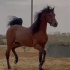 حصان عربي واهو