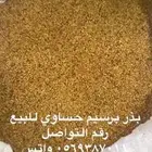 بذور برسيم حساوي