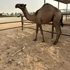 للبيع قعود فاخر للزواجات ..