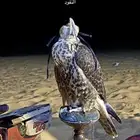 طير حر