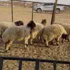 جذعات نعيم
