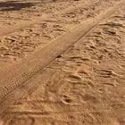 لقحه شعلا مزاين