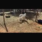 شياه متاويم