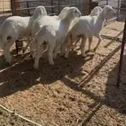 ذبايح هرفي حري