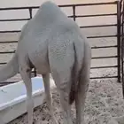 قعود طيب