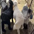 ذبايح تمايم وثلاجه للبيع