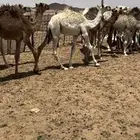 حشو