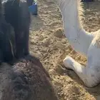 قعود مفرود كفو مغتر