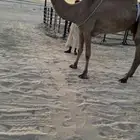 عشرا صفرا طيبه حدرها قعود فل