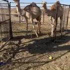 حشو للبيع