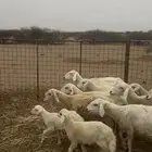 ضان ولد ودفيع ومضاريع