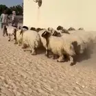 ذبايح نعيم طيبه للبيع