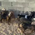 عرس يرضع ومشروط شرط العدد 8