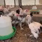 فروخ براهما كونك كولومبي