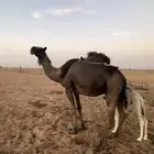 للبيع الخلفه