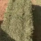 برسيم طيب