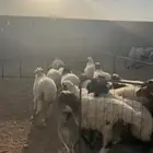 رخال نعيم للبيع