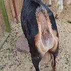 عنز بيشيه حواء حليب
