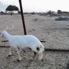 رخل جذعه دافع