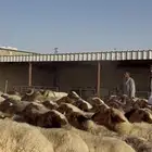 غنم نعيم مراح