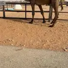 بعير اصفر حكومي