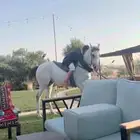 فرس شعبيه طيبة