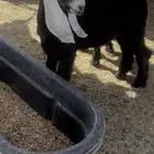 تيس مغلق