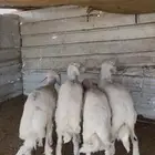 خرفان حريات بريه خاص للزوجات