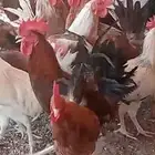 دجاج بلدي