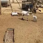 ثنيه متبع