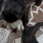 قطه