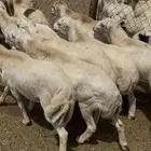 خرفان يمنيه مربيه شرط سمان فل