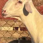 فحل أصفر أبرص