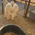 طليان
