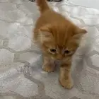 قطط