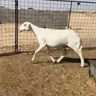 دافع حريه جرم وشكل طيب