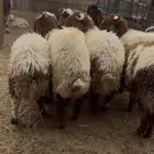 ذبايح خرفان تمايم طيبه