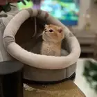 كيتن سكوتش ( تم البيع )